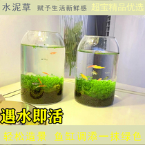 Fish tank water plant seeds ecological glass bottle landscaping package plant seeds hydroponic negative real grass potted decoration