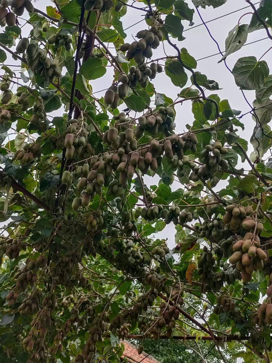 软枣猕猴桃苗到底适合盆栽种植吗？它又有哪些特别之处？-果树-淘宝好物网