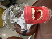 Modèle de simulation denseignement dentaire oral moule à tête simple canal radiculaire en résine préparation du grain des dents réparation orthodontique modèle dentaire