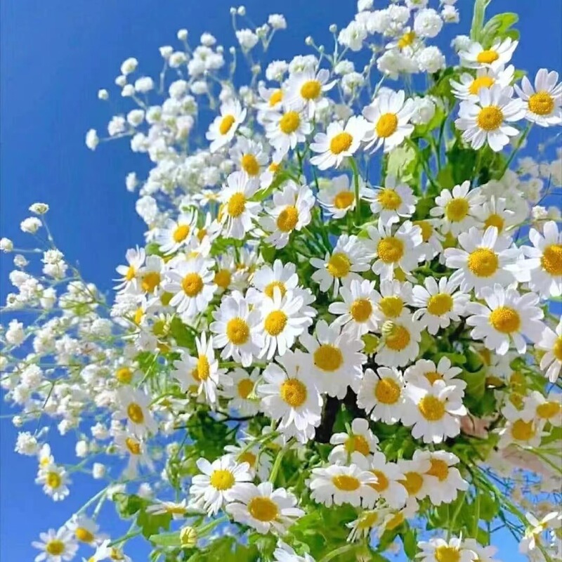 Chamomile Flowers for Living Room Hydroponic Cultivation, Direct Delivery from Yunnan Base, Small Daisy Flower Arrangement for Home Use, Green Birthday Bouquet Chamomile Flowers for Living Room Hydroponic Cultivation, Direct Delivery from Yunnan Base, Small Daisy Flower Arrangement for Home Use, Green Birthday Bouquet
