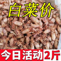 New arrival dried sea rabbit 500g fresh squid pen tube fish sea rabbit cuttlefish baby squid dry goods large size