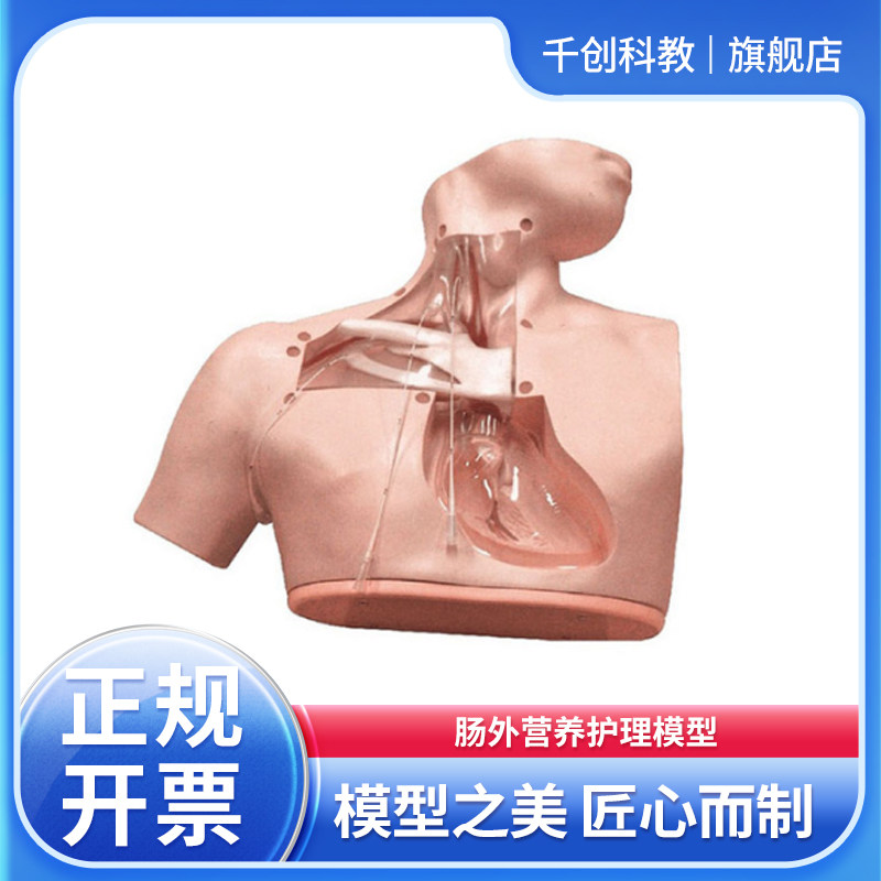 肠外营养护理模型半透明解剖颈内锁骨下静脉通路可开心脏三尖瓣中心静脉置管穿刺固定消毒操作医学教具