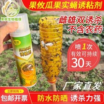 Fruit attractant sticky agent melon fruit fly fruit tree needle bee vegetable insecticide fruit fly medicine sticky attractant