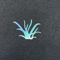 Mother-of-pearl hand-painted orchid orchid grass luminous shell green shell lacquer lacquerware