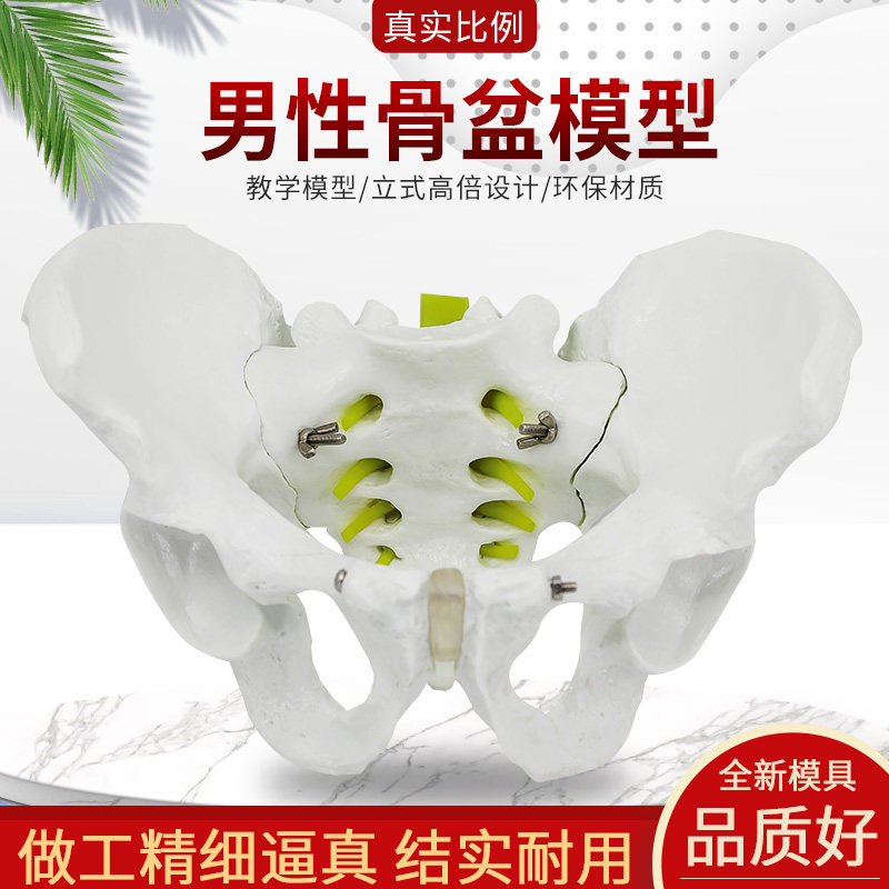 医学人体男性骨盆模型两节腰椎髋骨骶骨尾骨医用演示仿真骨骼教具