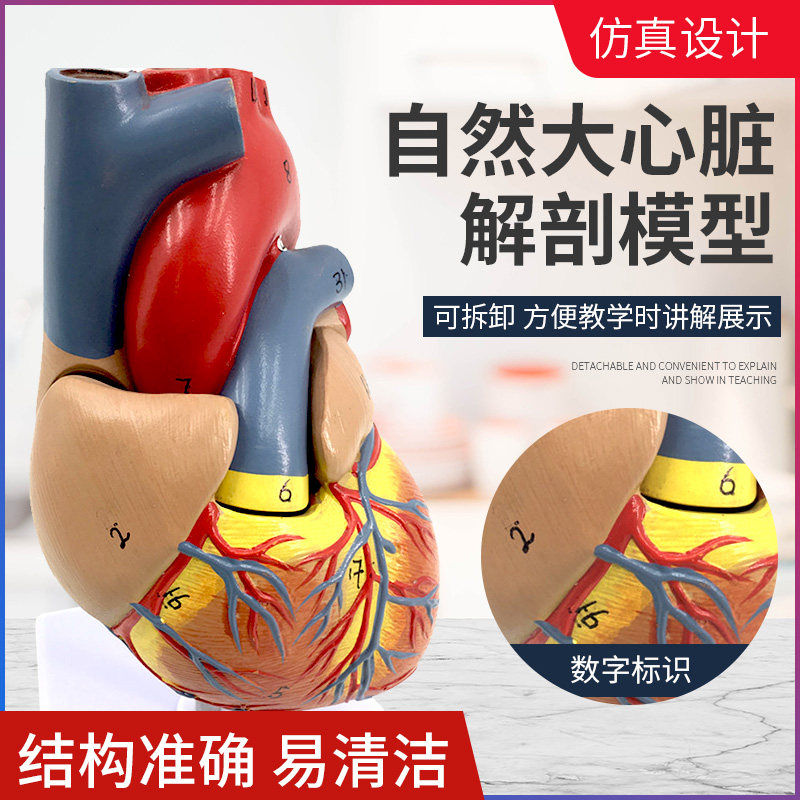 1:1人体心脏解剖模型 B超彩超心脏标本 血液循环系统内科模型
