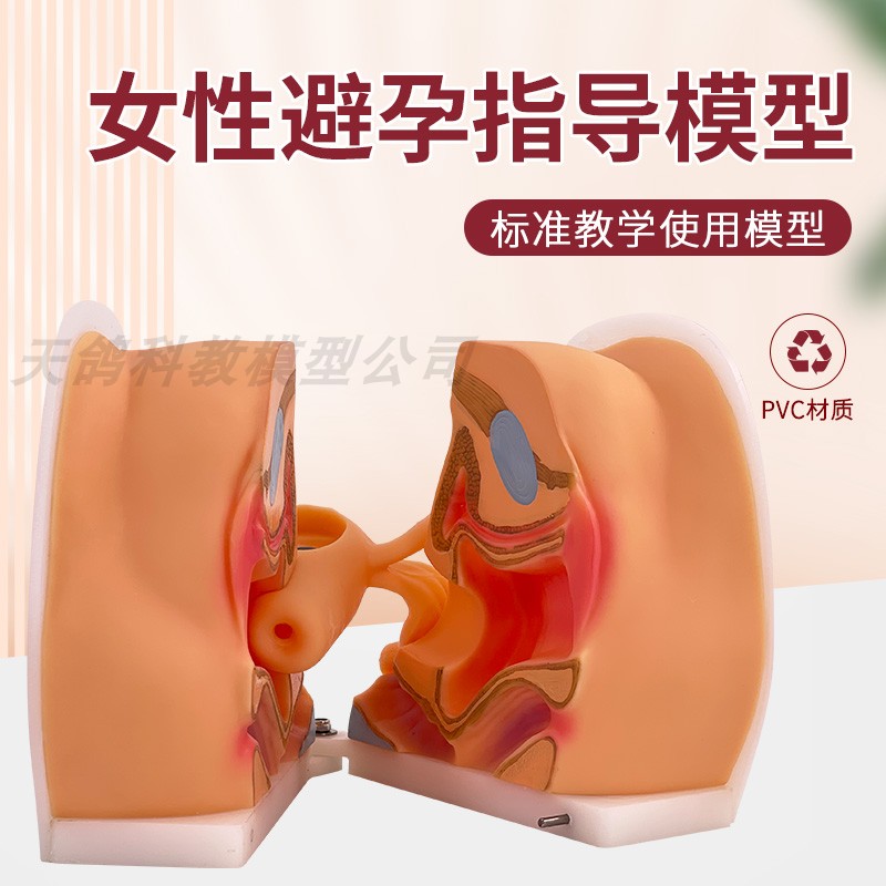 避孕指导模型/女性避孕模型/计划生育专用/妇科检查模型/教学培训
