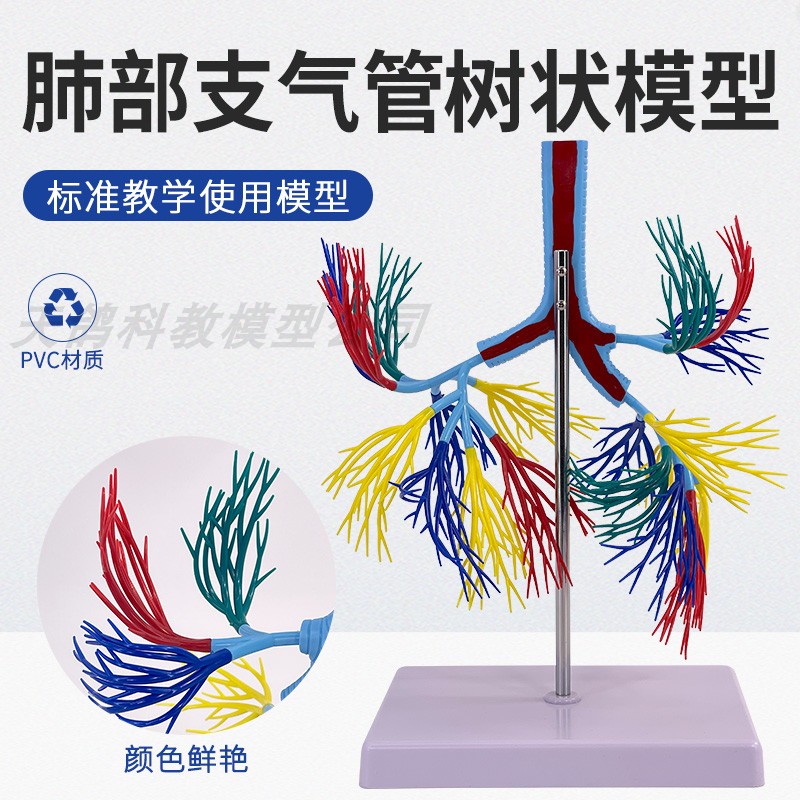 支气管树模型 人气管 支气管树模型 气管左右主支气管 肺叶管模型