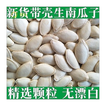 Inner Mongolia specialty shelled Nanzhao original raw pumpkin seeds large extra large pumpkin seeds bulk orchid seeds