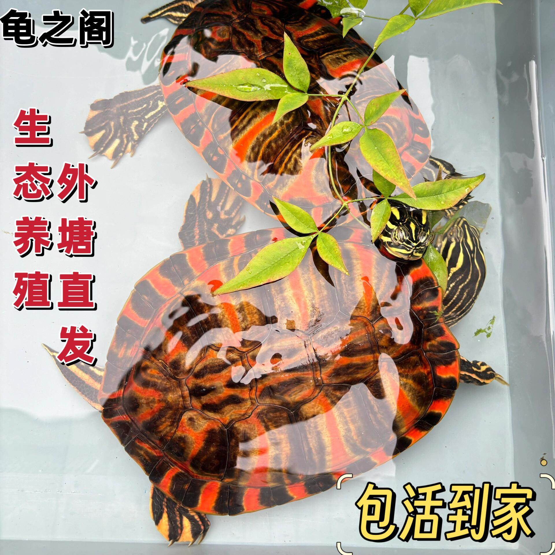 🔥深水火焰龟,让你的生活充满活力!🌿-龟-淘宝好物网