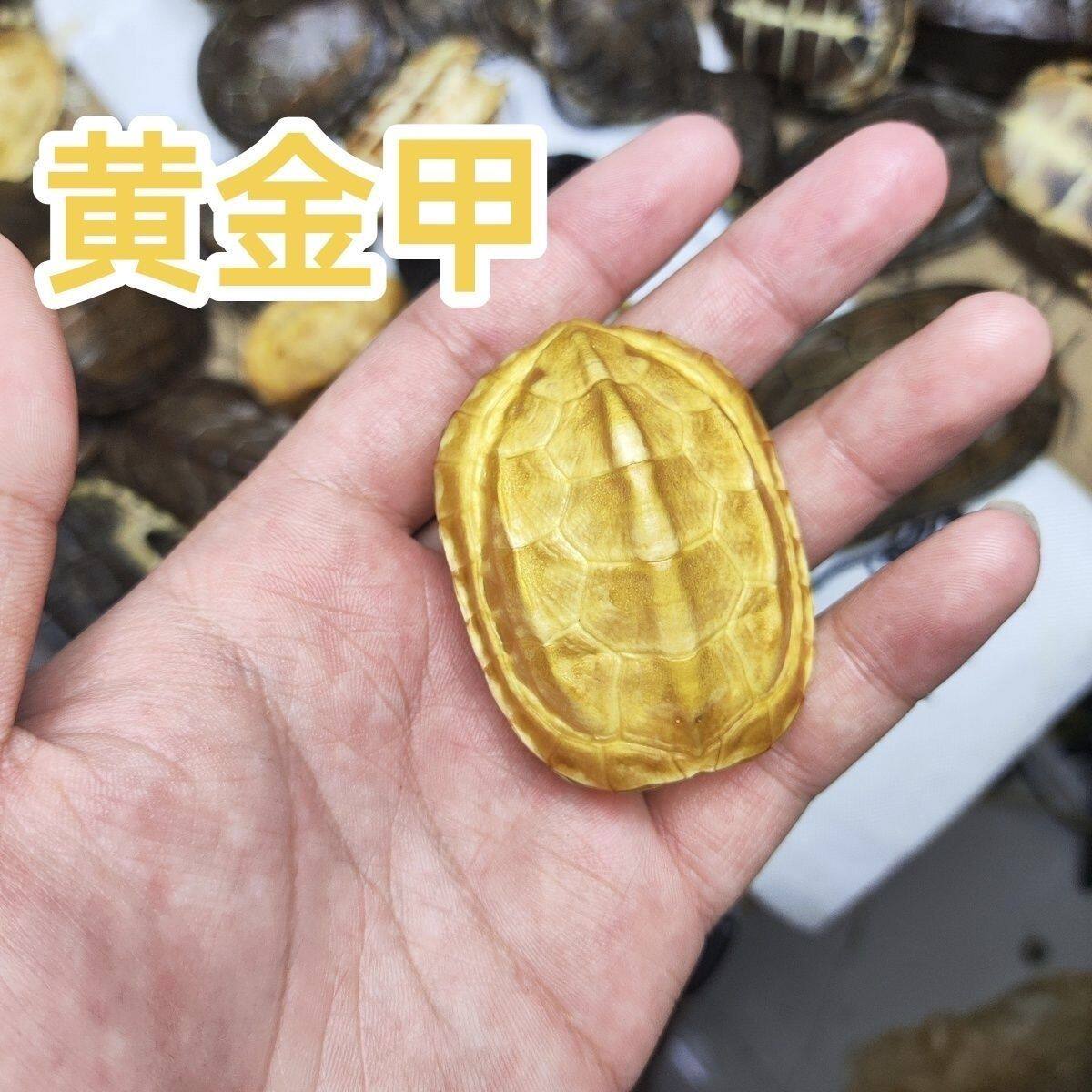 黄金甲乌龟壳：招财纳甲，富甲一方的幸运符，你值得拥有！-手把件-淘宝好物网