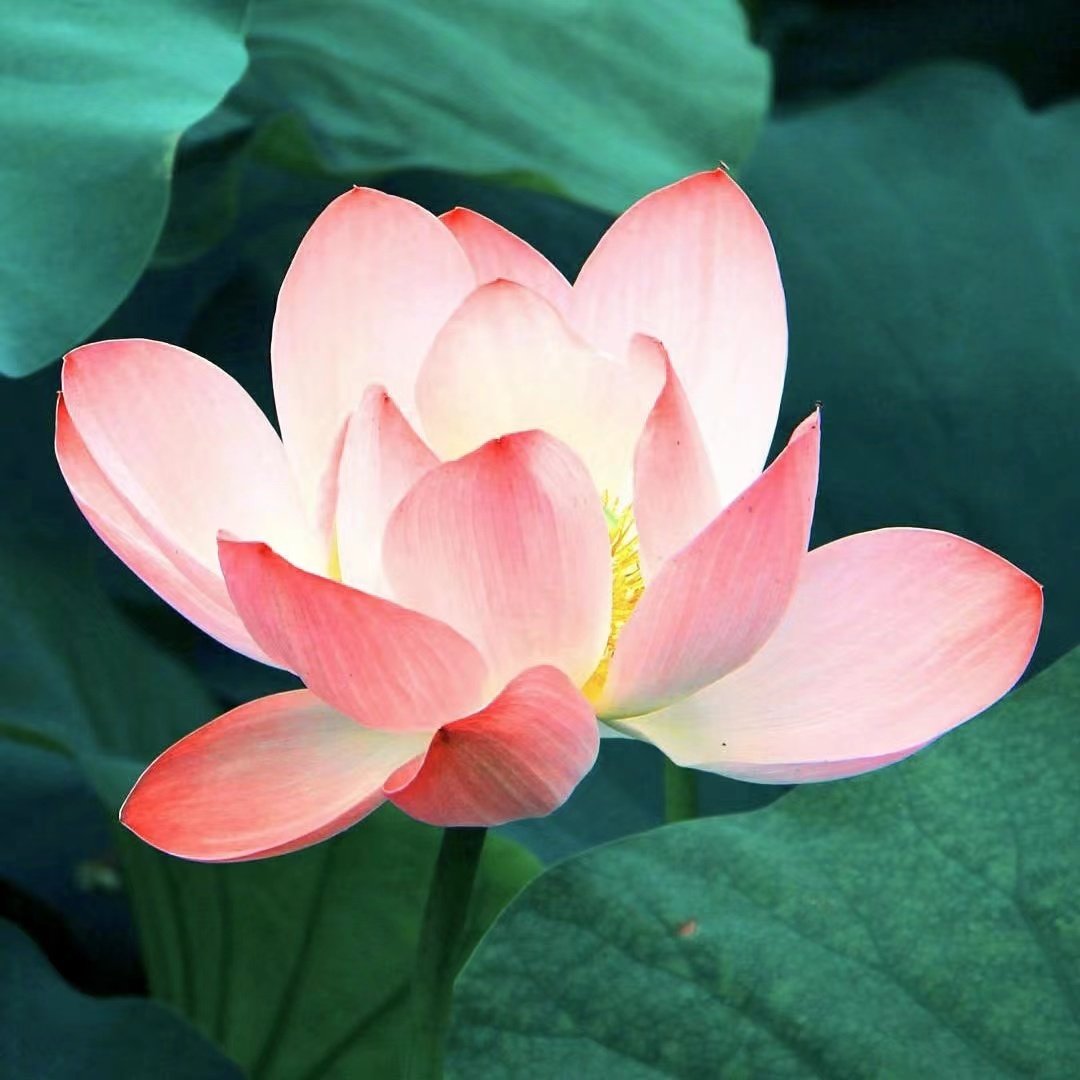 一亩花