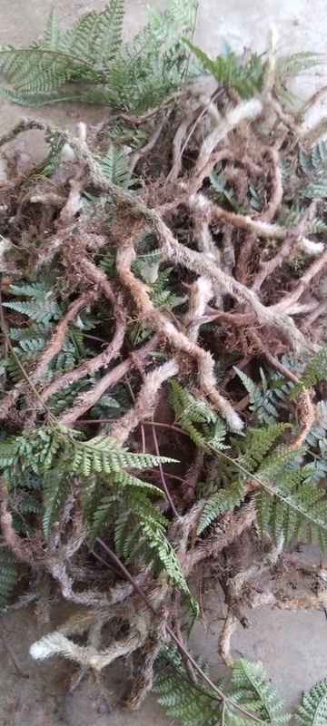 Purely Natural and Authentic White-Haired Snake, Chinese Herbal Medicine, White-Haired Bone, Polygonatum Odorifera, Rat Tail Hair, Ni Zi Stone Silkworm, Fresh