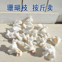 Natural Coral Stone Sea Snail Shells Diytrue Coral Crushed Branches Fish Tank Bottom Decoration Underfloor Terrace Decoration