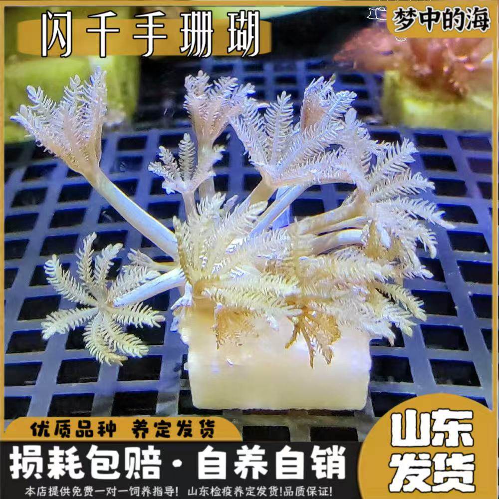 闪千手珊瑚海水繁殖活体软体LPS：加勒比海缸里的梦幻精灵！-珊瑚-淘宝