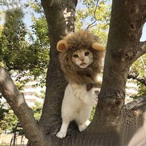 猫帽子假发搞怪狮子头套可爱装饰变身夏季搞笑拍照头饰太阳花泰迪