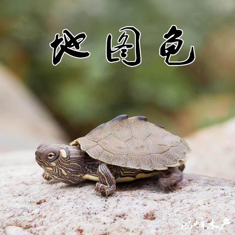 密西西比地图鱼缸混养小宠物龟,招财龟的秘密武器?-龟/鳖-淘宝好物网