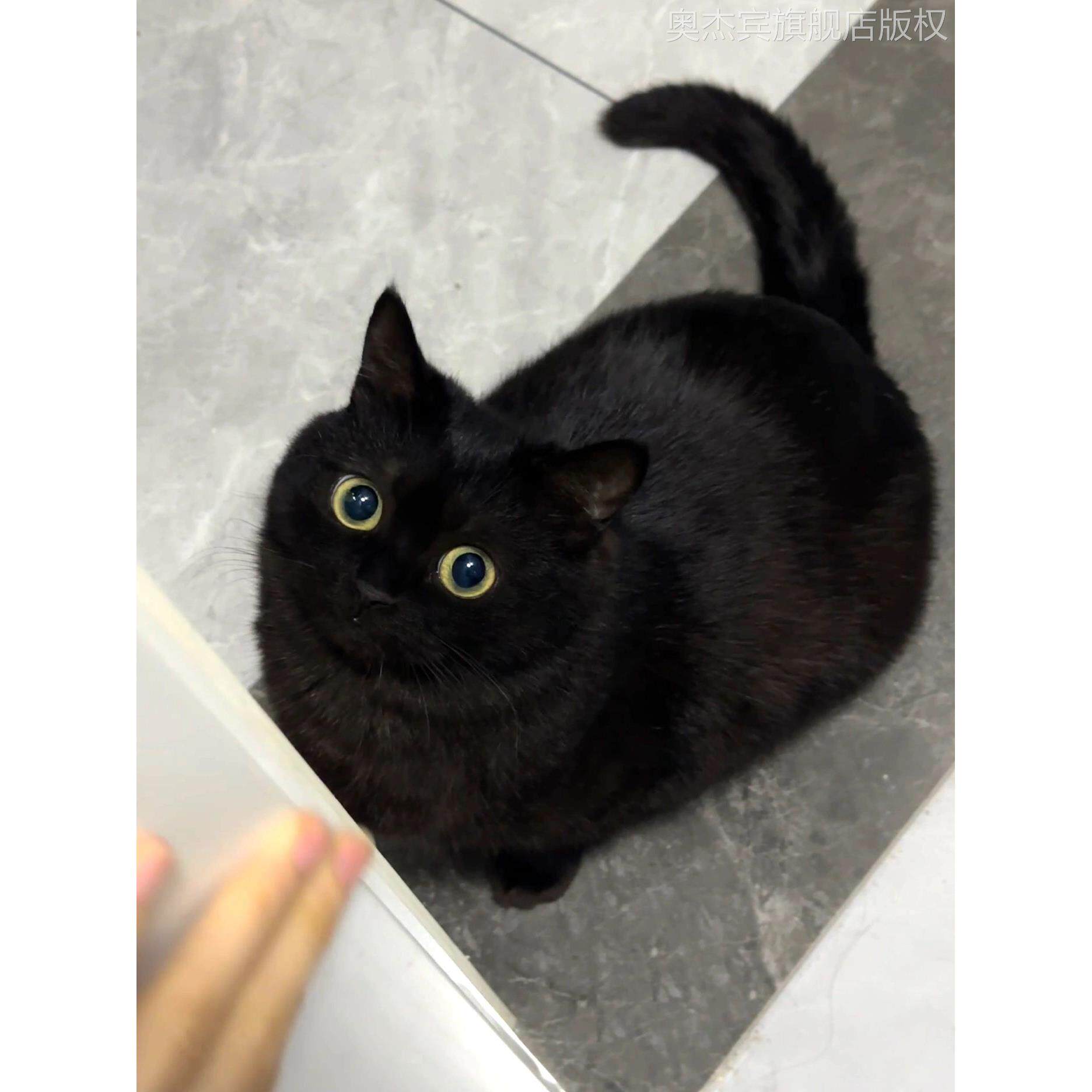玄猫是什么？中华田园猫中的“黑煤球”竟藏着大秘密！-猫咪-淘宝百科网