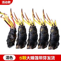 Large water lily root block water lotus pond water lily lotus courtyard fish pond four seasons lotus potted green plants flowers