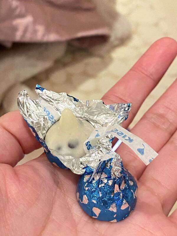 Kisses Chocolate 520 Gift Chocolate Love Message Chocolate Water Drop-Shaped Chocolate Milk Dark Chocolate Candy