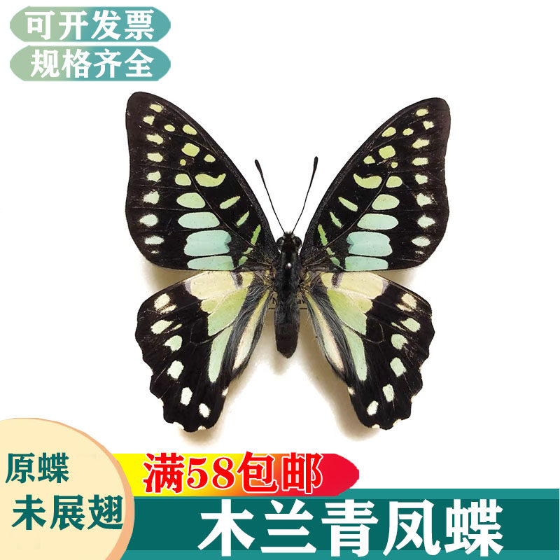 木兰青凤蝶 碎斑青凤蝶 樟青凤蝶统帅青凤蝶未展翅标本A1A/A2品质