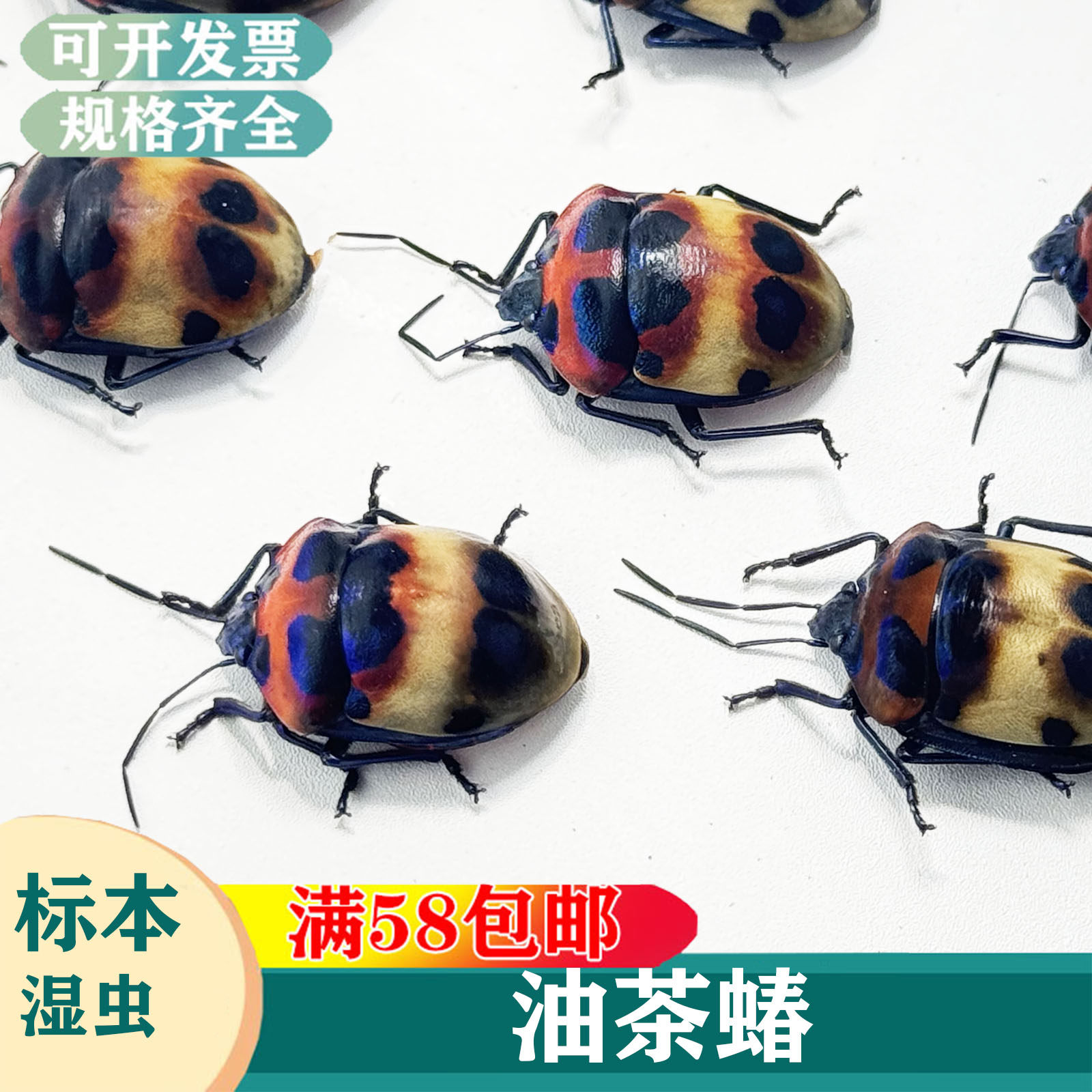 油茶蝽 油茶宽盾蝽昆虫标本湿虫未整姿农业害虫科普教学生物A1