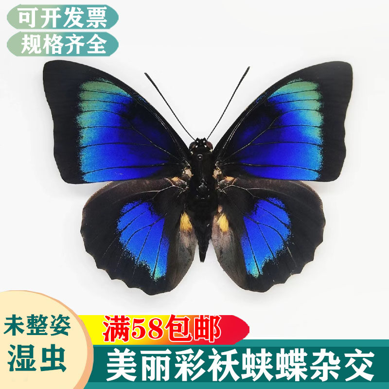 美丽彩袄蛱蝶杂交水波靴未展翅原蝶学生认知收藏装饰教学DIY蝴蝶