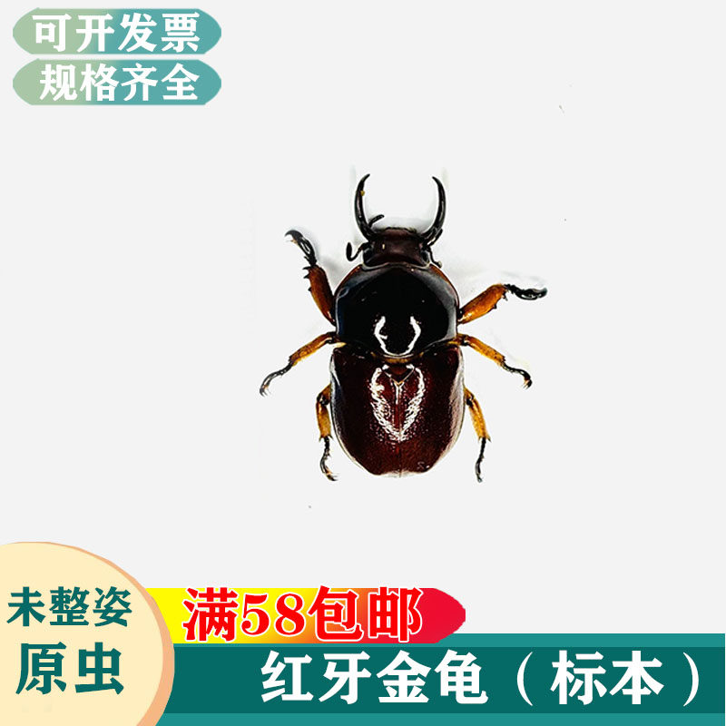 红牙金龟子真昆虫标本湿虫未整姿科普教学学习素材生物A1-A