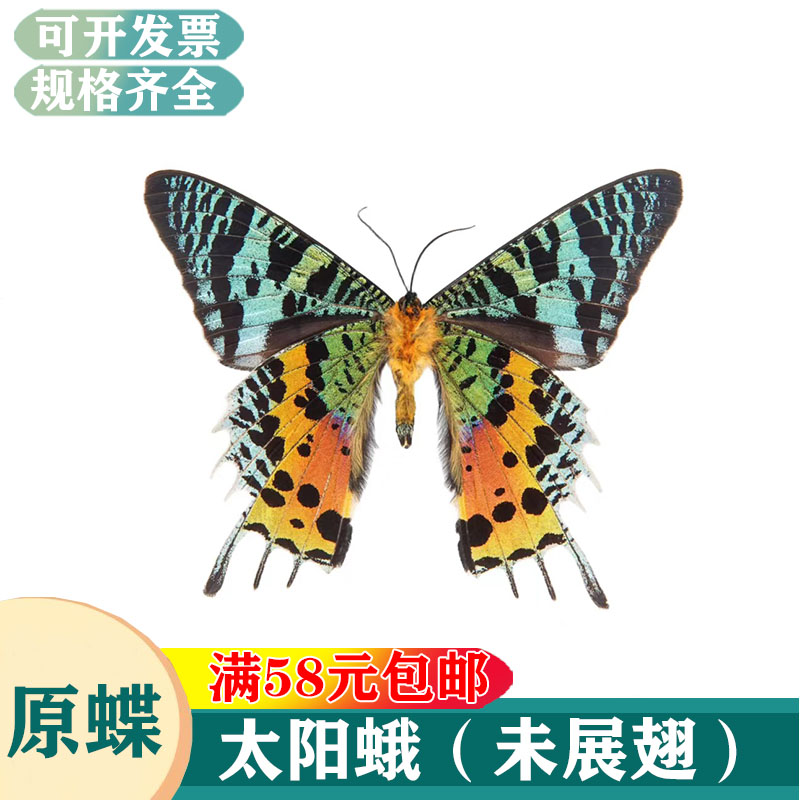 太阳蛾真蝶标本 DIY蝴蝶标本收藏 学生自然教育素材 简约现代风格动物标本