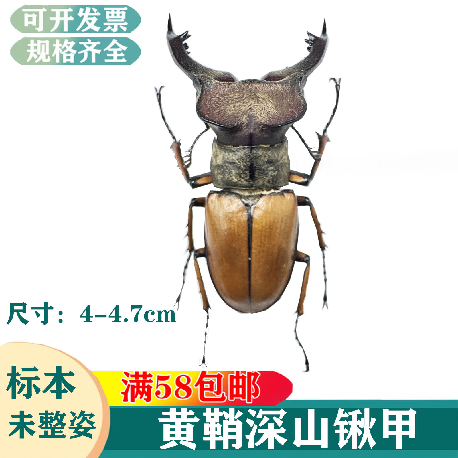 四川黄鞘深山锹甲标本素材真昆虫湿虫未整姿科普教学病虫害虫生物