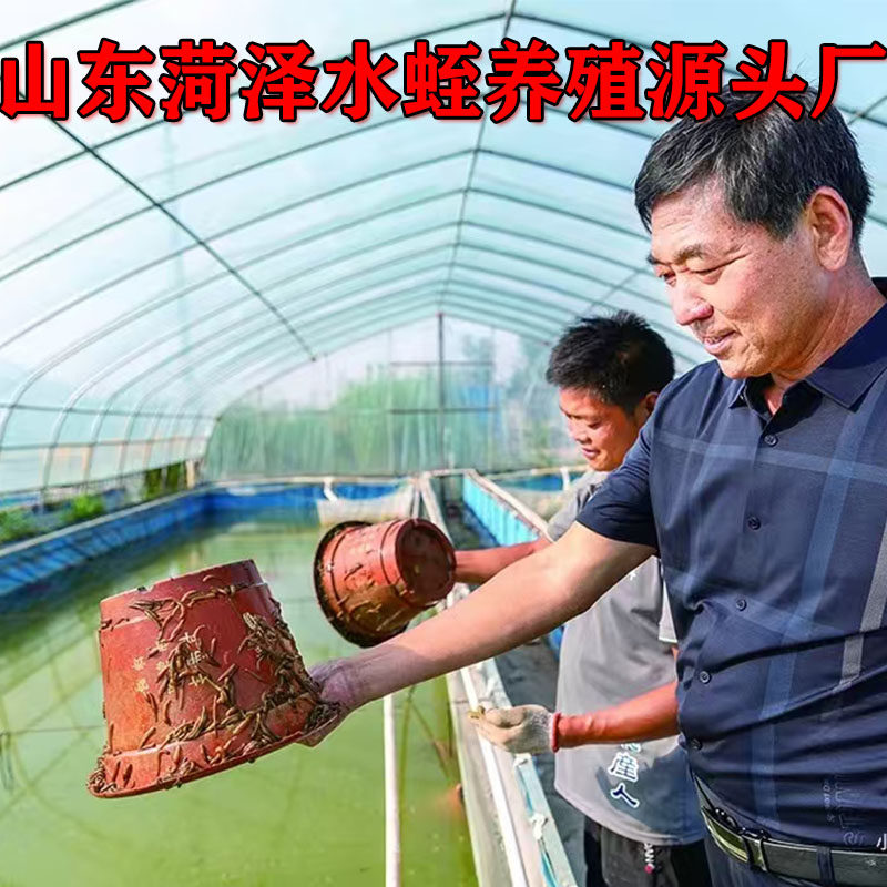 水蛭产地直供