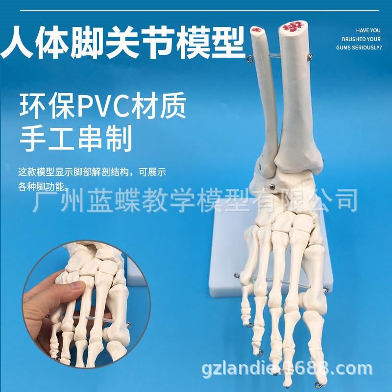 1:1脚关节模型 脚部骨骼模型足关节 足骨 脚骨模型 脚部解剖结构