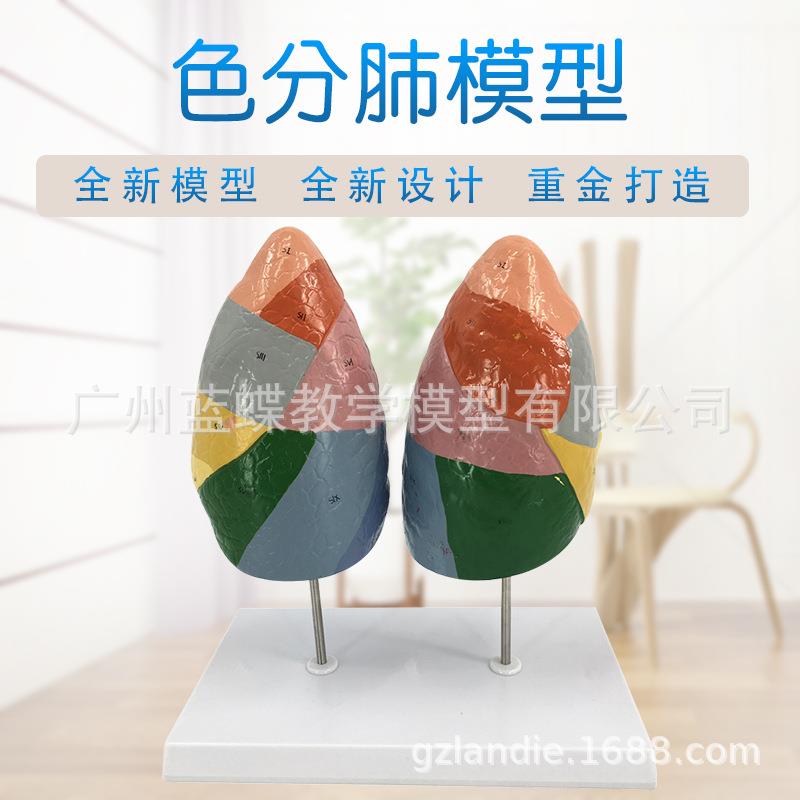 色分肺段模型 人体肺模型 彩色分区域 肺解剖 呼吸系统 肺段分区