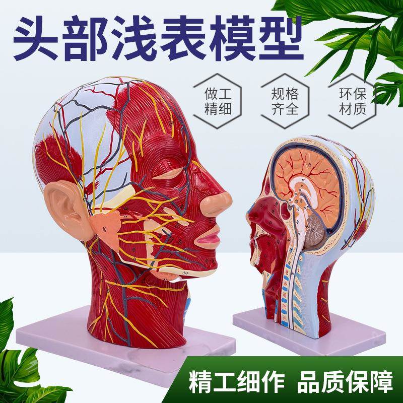 人体脸面部肌肉血管神经解剖模型头部矢状切面美容微整形医用美术