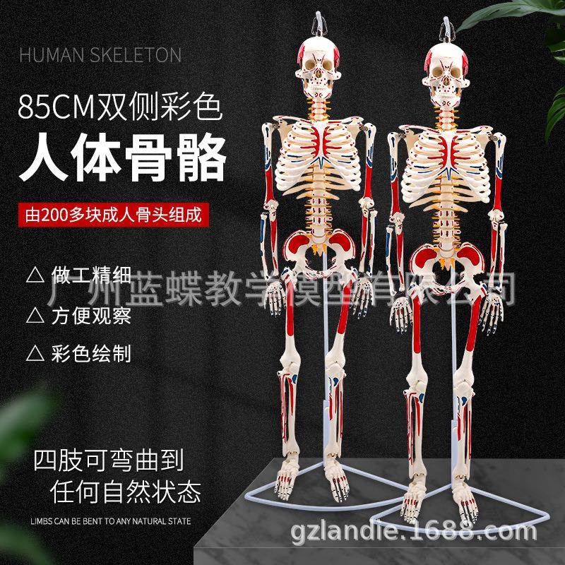 人体骨骼模型骨架85cm 医学解剖肌肉瑜伽小白骷髅架 双侧肌肉着色