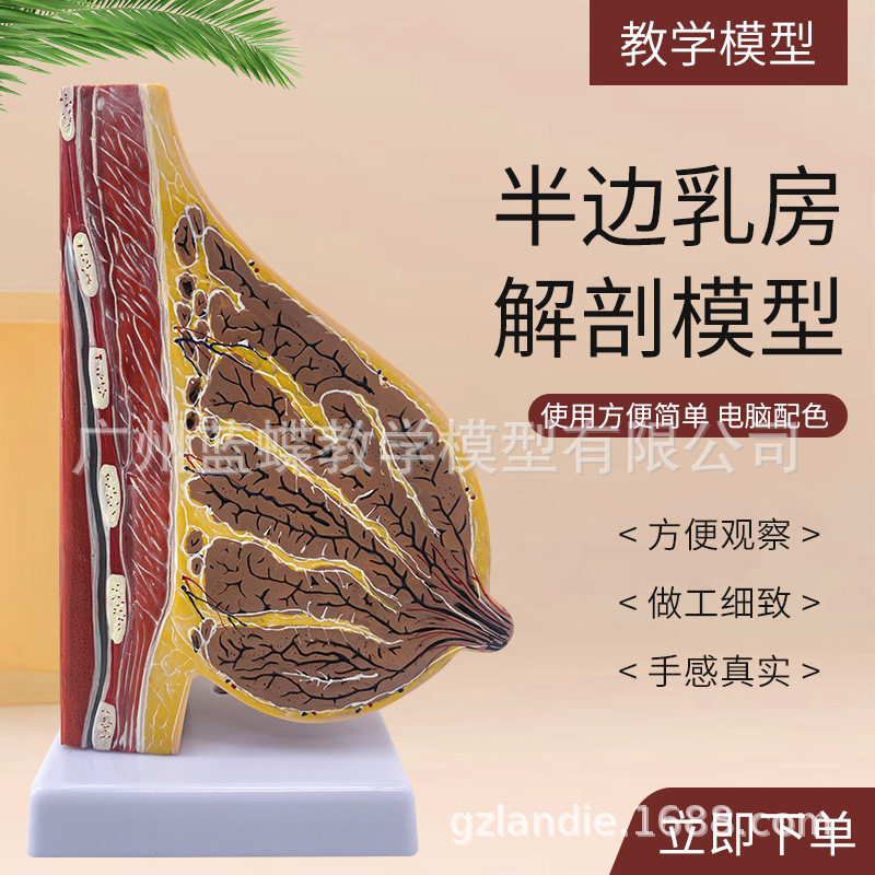 乳房模型胸模型胸部解剖模型静止期哺乳期女性乳房结构造医学教学