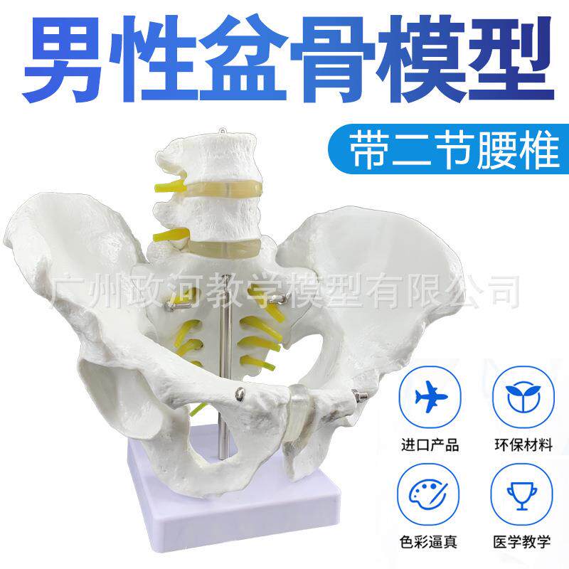 自然大男性人体二节腰椎带盆骨模型腰椎间盘骨骼骨盆模型教学模型