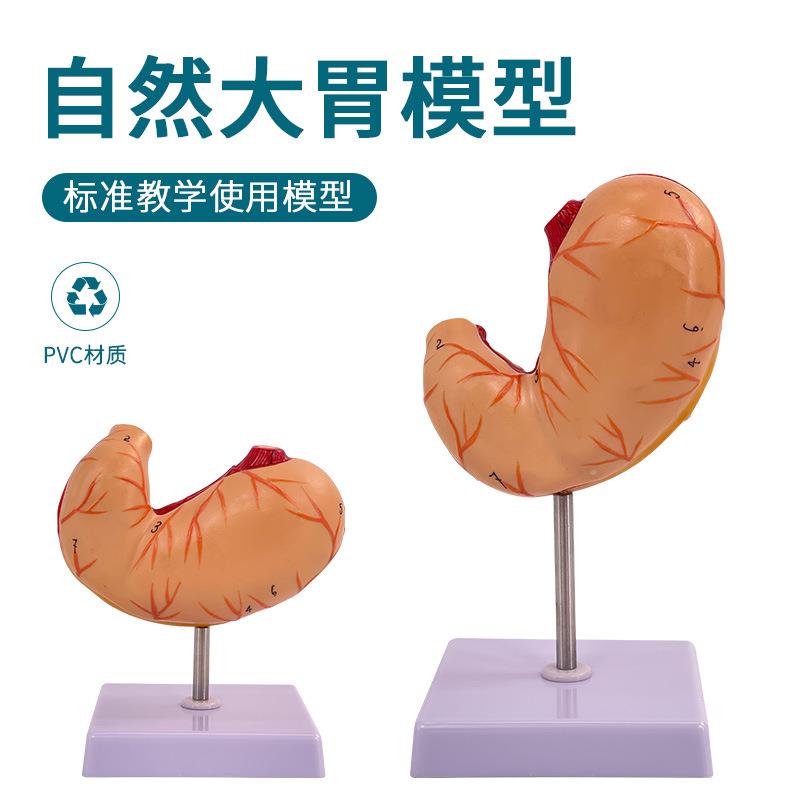 自然大胃模型 胃解剖 胃模型 正常 人体胃解剖 胃剖面教学模型
