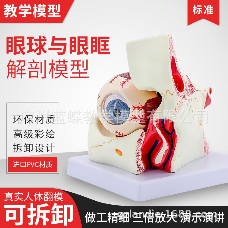 人体眼球与眼眶放大解剖模型 眼球的视神经和肌肉扩大3倍角膜虹膜