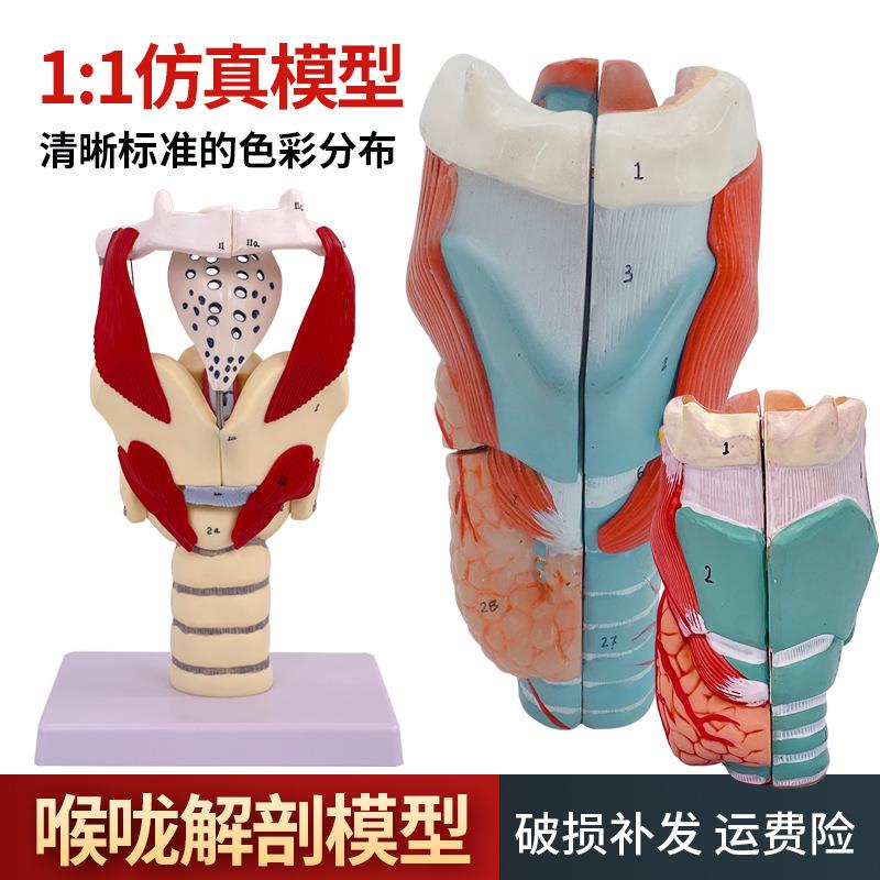喉咙解剖咽喉模型 2倍放大标本喉部血管甲状腺喉结头医院教学模型