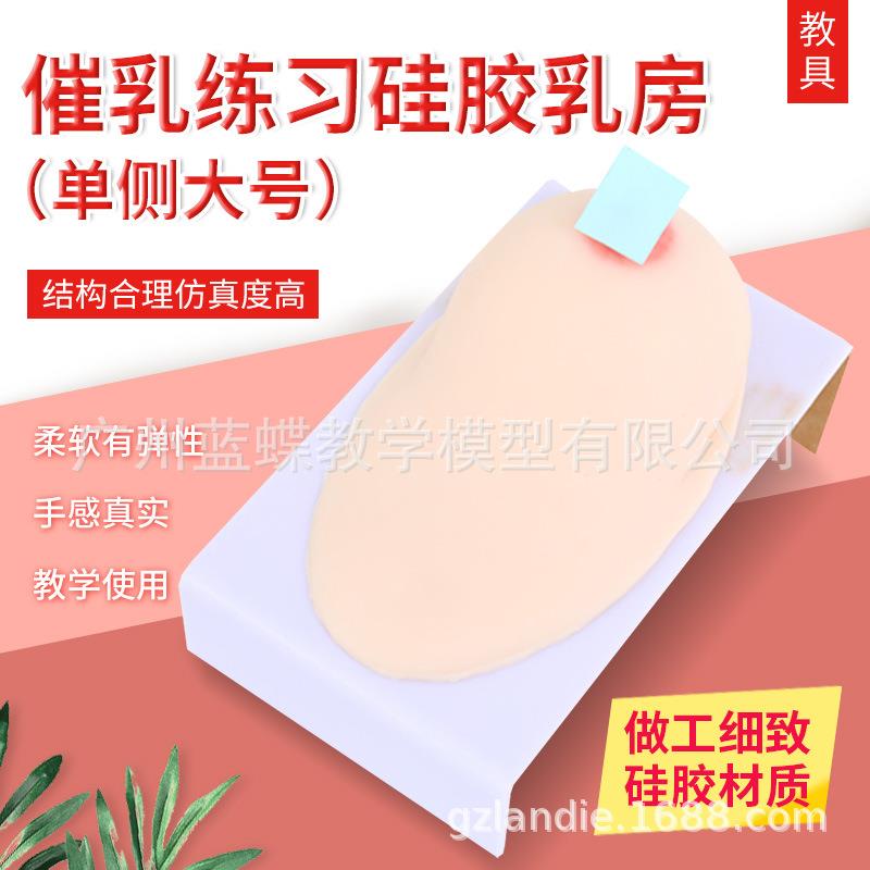 催乳师培训软硅胶假乳房家政技校医院示范教学用乳房模型教具大号