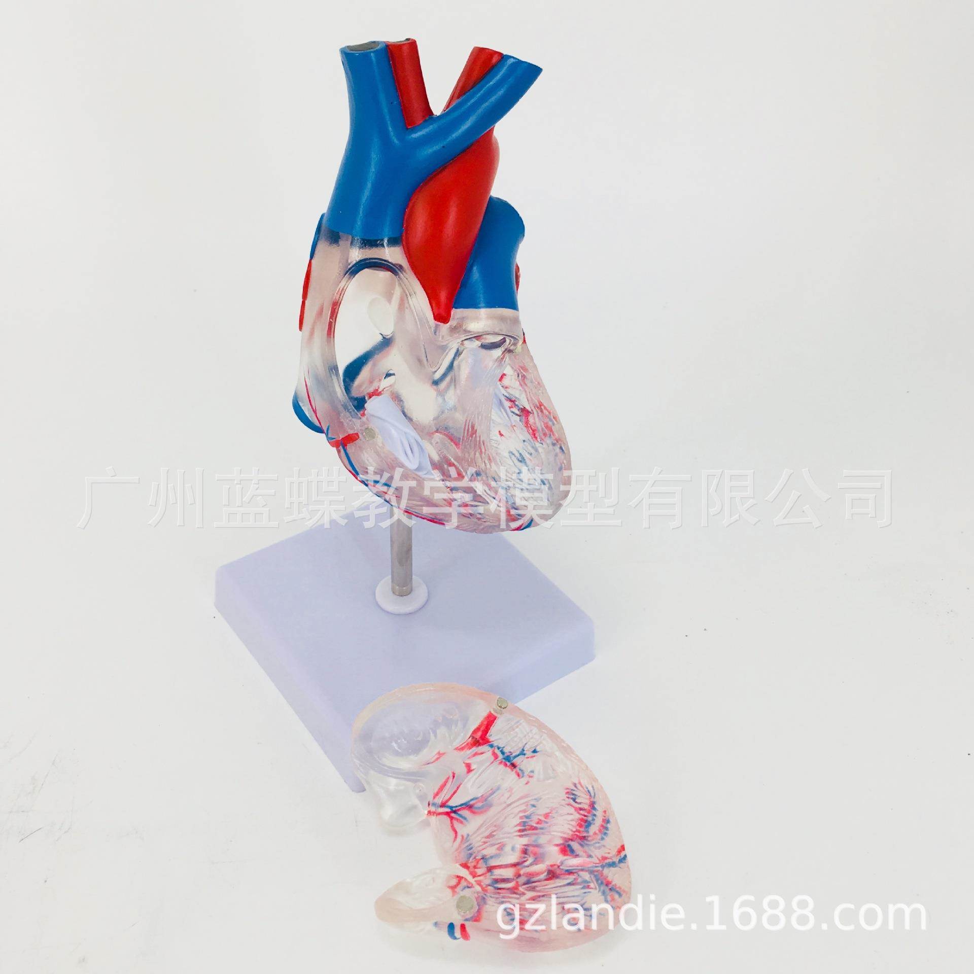 人体长管心脏解剖 心脏模型 透明心脏模型 人体内脏 医学教具