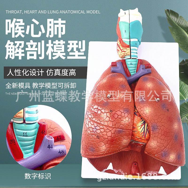 自然大人体喉心肺模型 人体呼吸系统模型 喉咙 心脏 肺部解剖模型