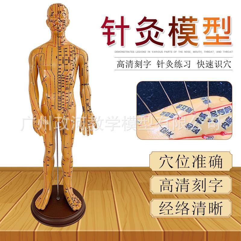 清晰刻字铜人教学针灸穴位人体模型中医人体穴位模型50CM男扎针款
