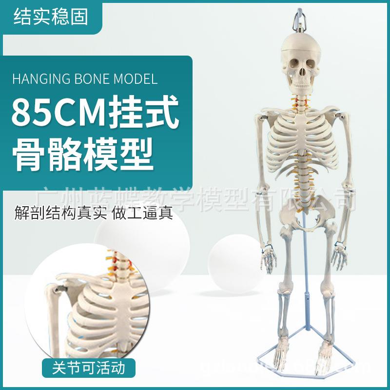85CM人体骨骼模型 附椎间盘及脊柱神经骨骼脊柱标本 悬挂式软腰椎