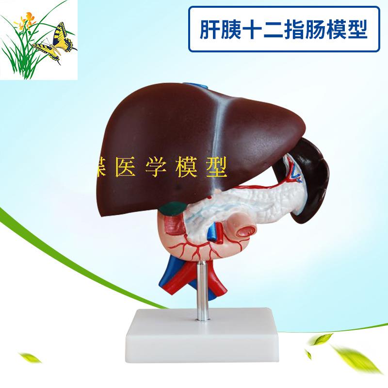 肝胰十二指肠模型 肝、脾、血管和胰腺结构模型 肝脏 脾 胰腺模型