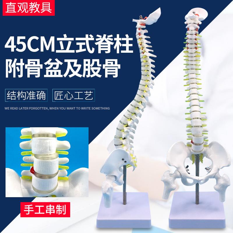 45CM人体脊柱模型人体骨骼大脊椎椎间盘神经颈椎胸椎尾椎椎骨骨盆