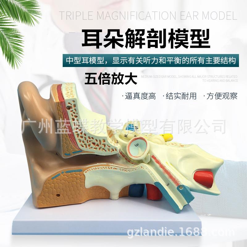 5倍放大耳朵解剖模型 内耳迷路模型耳鼻喉科 人体听觉系统模型
