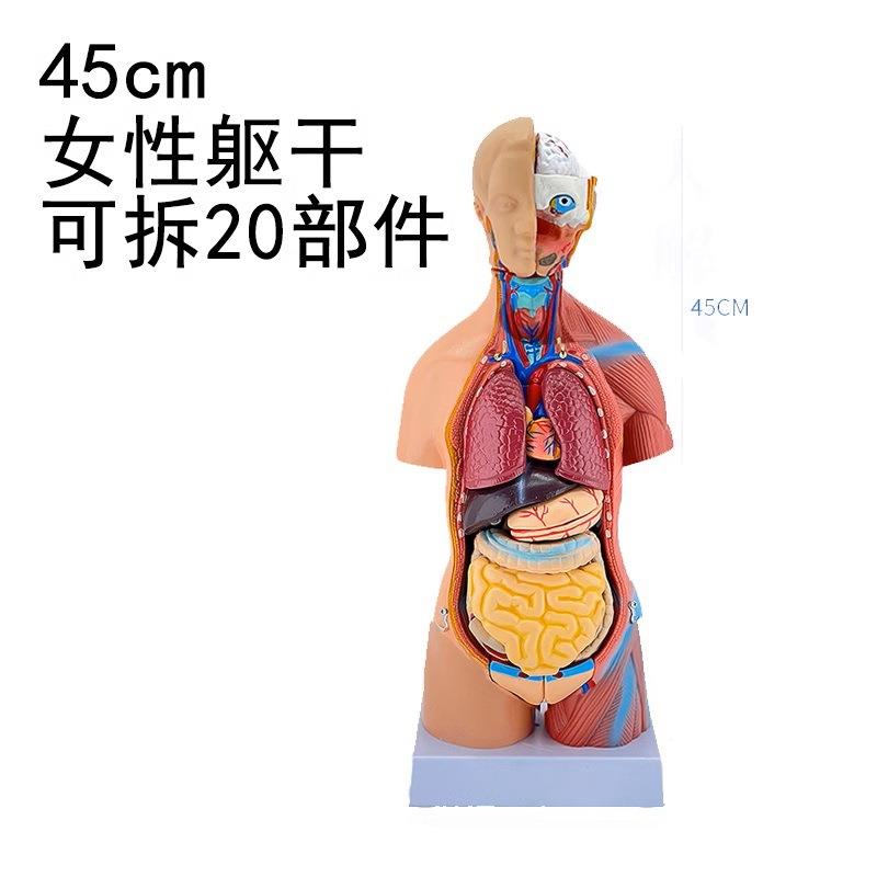 42CM人体躯干附内脏模型 人体构造模型 45CM男性躯干模型 可拆19