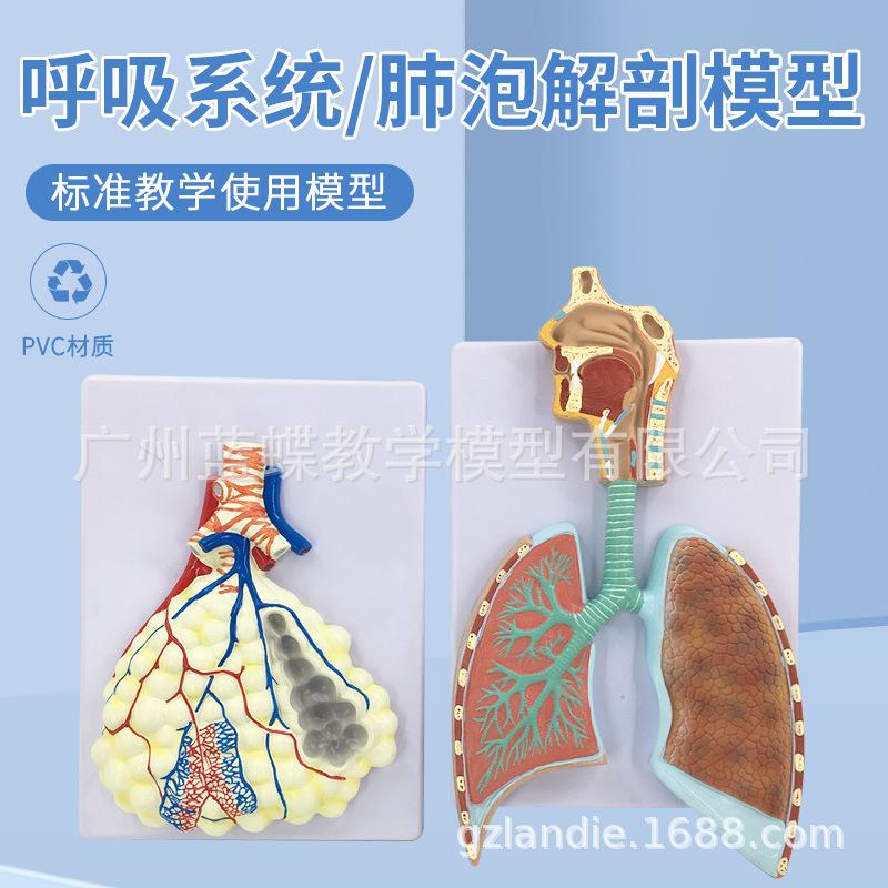 人体呼吸系统解剖模型 肺解剖呼吸系统浮雕模型 肺泡放大解剖模型